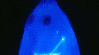 glowing ghost