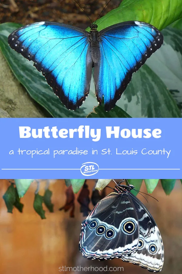 The Butterfly House in St. Louis County is a real jewel! Come visit 1000's of butterflies in a natural setting.