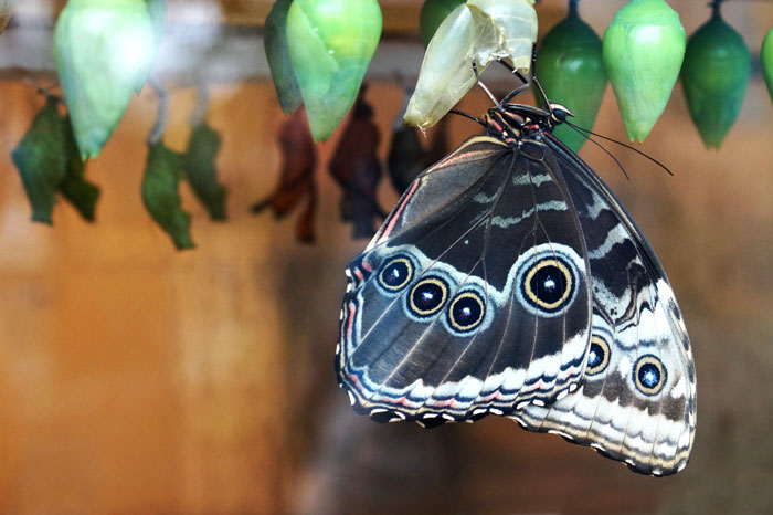 butterfly house St. Louis