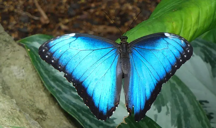 butterfly house St. Louis