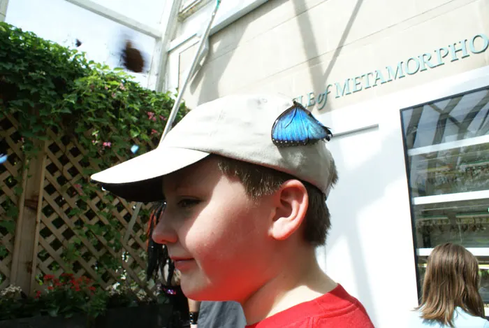 butterfly house butterfly on hat