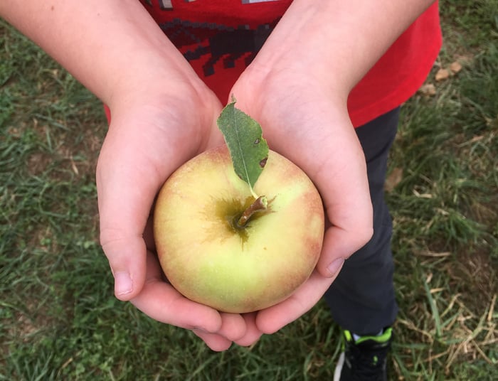 boy holds fresh picked yellow apple in both hands