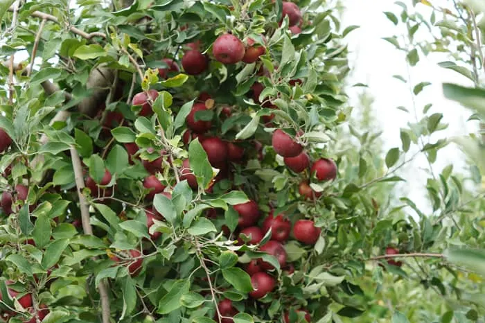 Branch loaded with ripe red apples at Eckert's farm