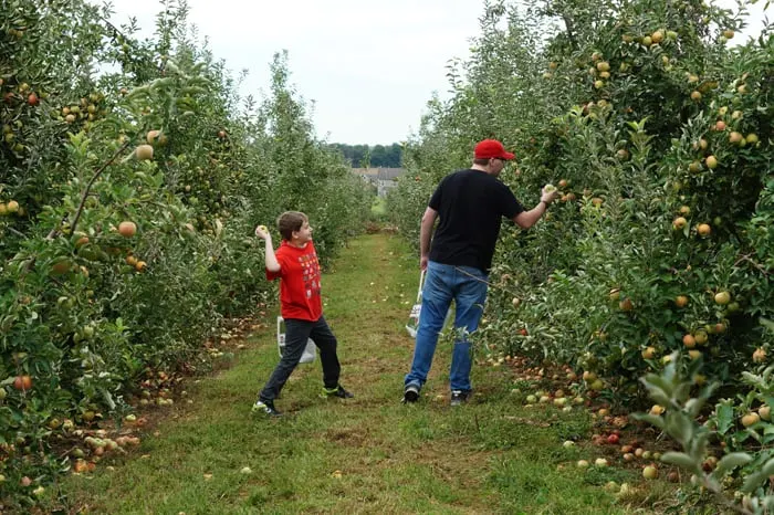 Brothers in orchard, smaller boy poised to throw apple at his big brother.