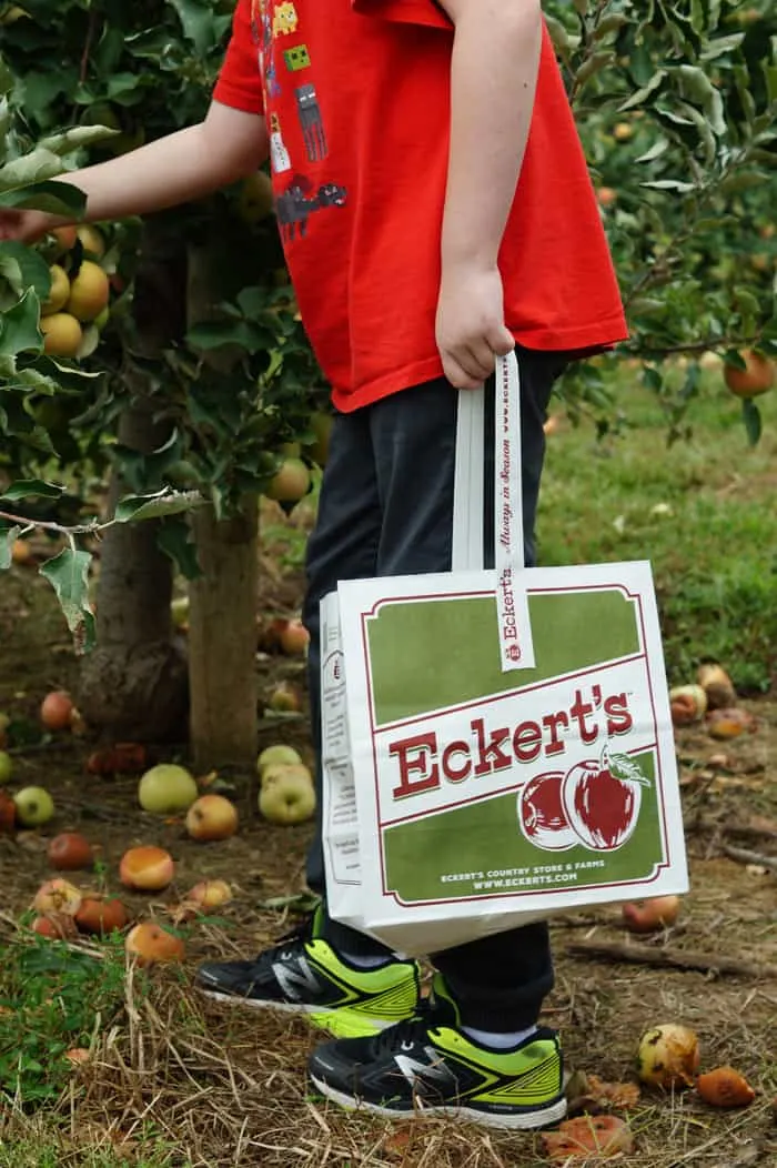 boy in red shirt picks apples, holding bag with Eckert's farm logo