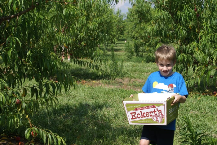 boy in blue shirt holds a box with Eckert's logo in a peach orchard