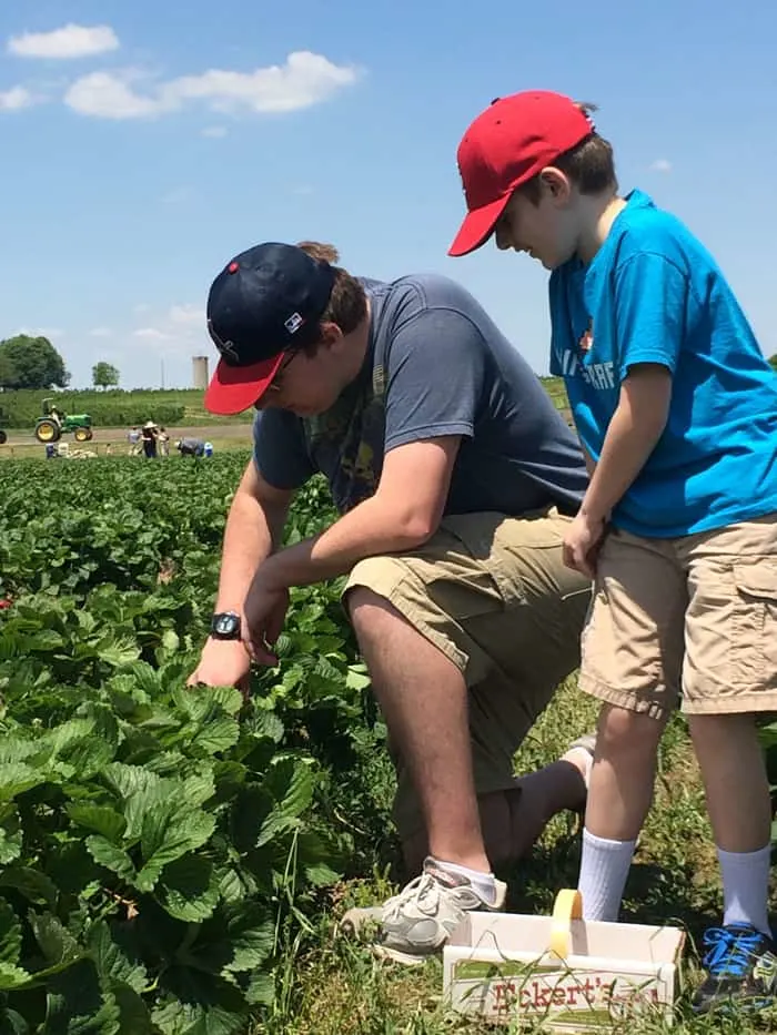 Brother's pick strawberries together at Eckert's farm