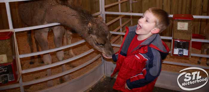 Way of Lights petting a camel