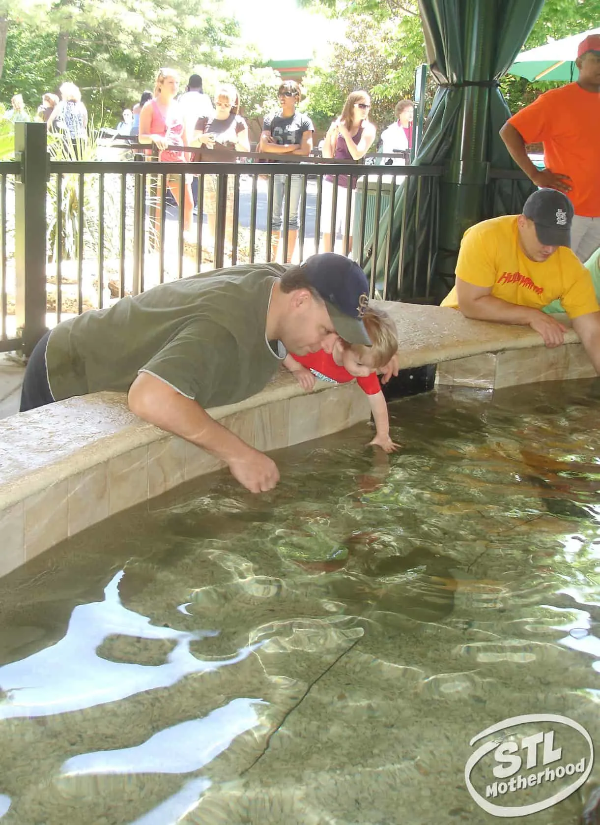 father and son petting stingray at St. Louis Zoo