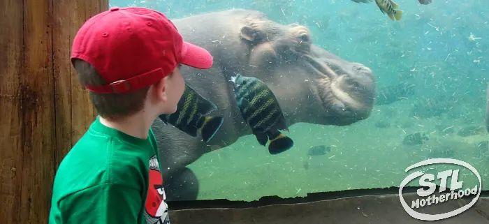 visit the St. Louis Zoo for free