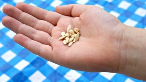Seeds in Hand