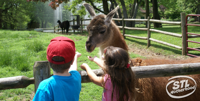 A boy and girl offer a llama feed from their hands.