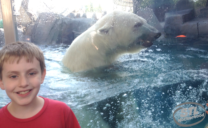 boy in front of polar bear at the st louis zoo