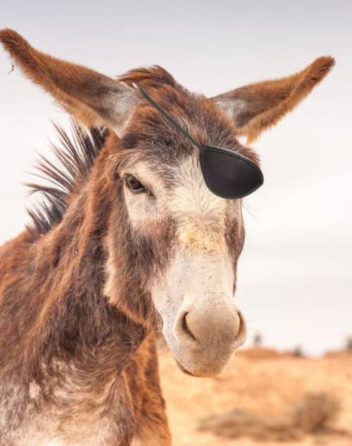 Brown donkey