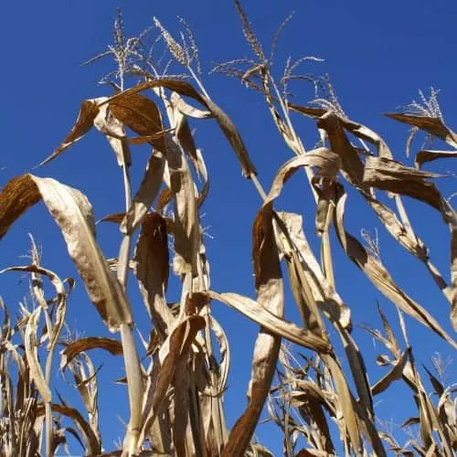 Great Godfrey Corn Maze is Wicked