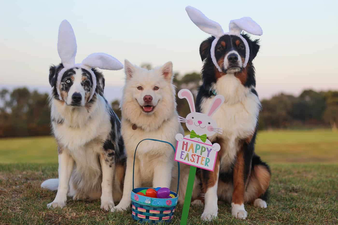 dogs with bunny ears