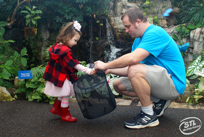 adopt a butterfly at the butterfly house