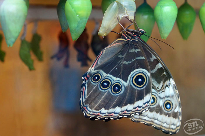 butterfly house adopt a butterfly fly