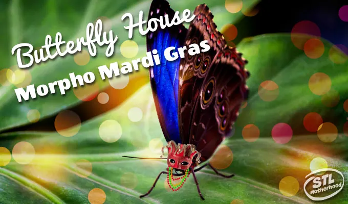 morpho mardi gras butterfly house