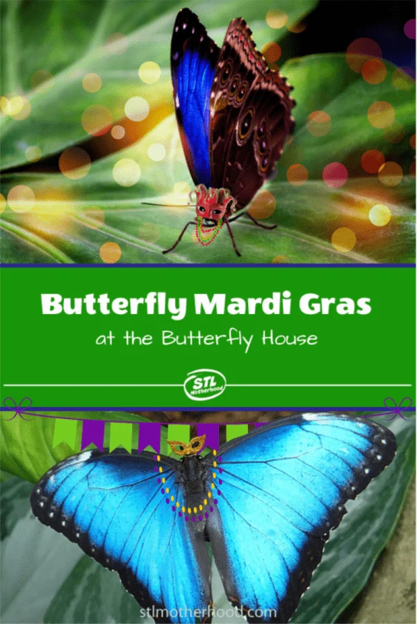 mardi gras butterfly