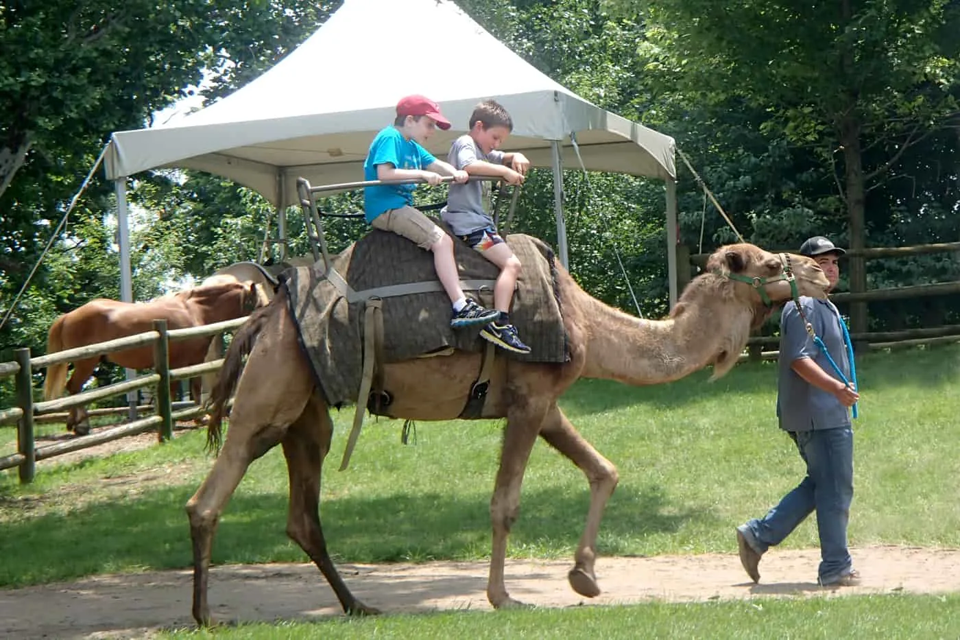 kids on camel ride at Grants Farm