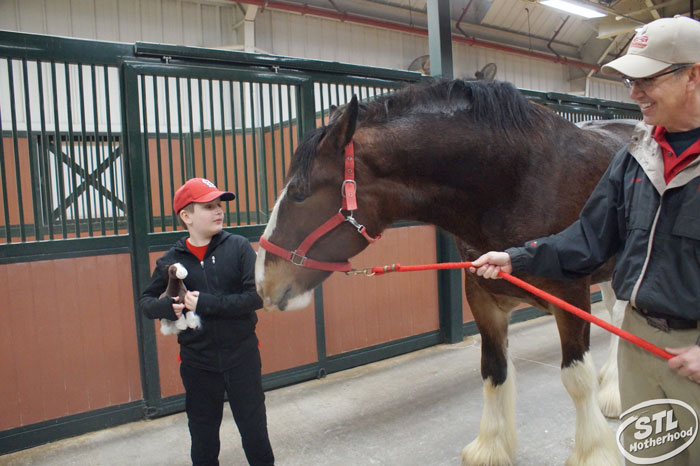 anheuser-busch Clydesdale