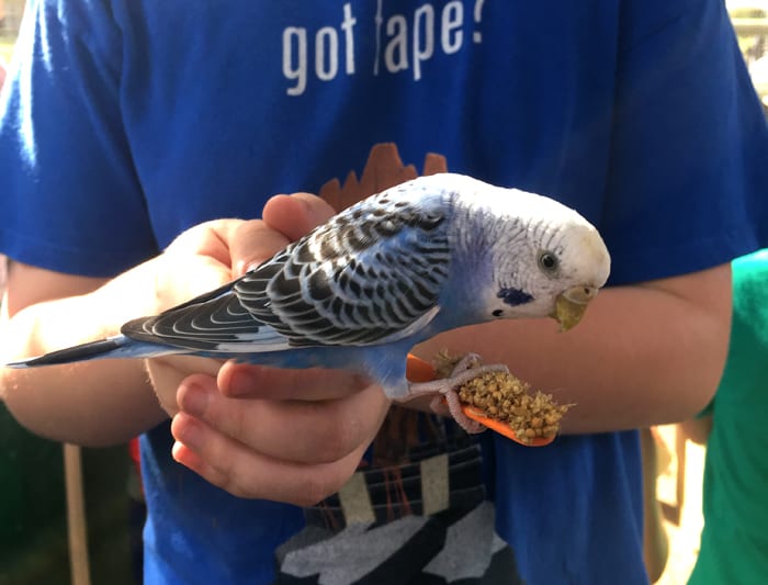 boy in blue shirt holding blue parakeet and feeding it seed on a stick