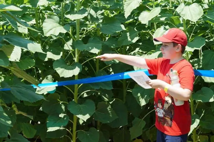 sunflower maze at Eckerts