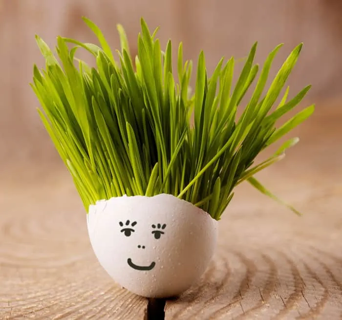 Super Easy Science: How to Grow Wheatgrass on Water Beads - Left Brain  Craft Brain