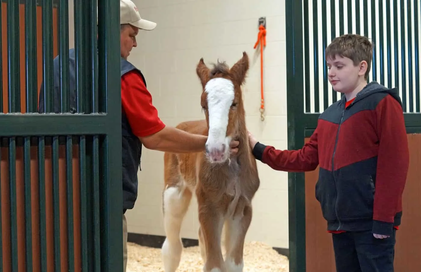 petting a new born foal Clydesdale at Warm Springs Ranch