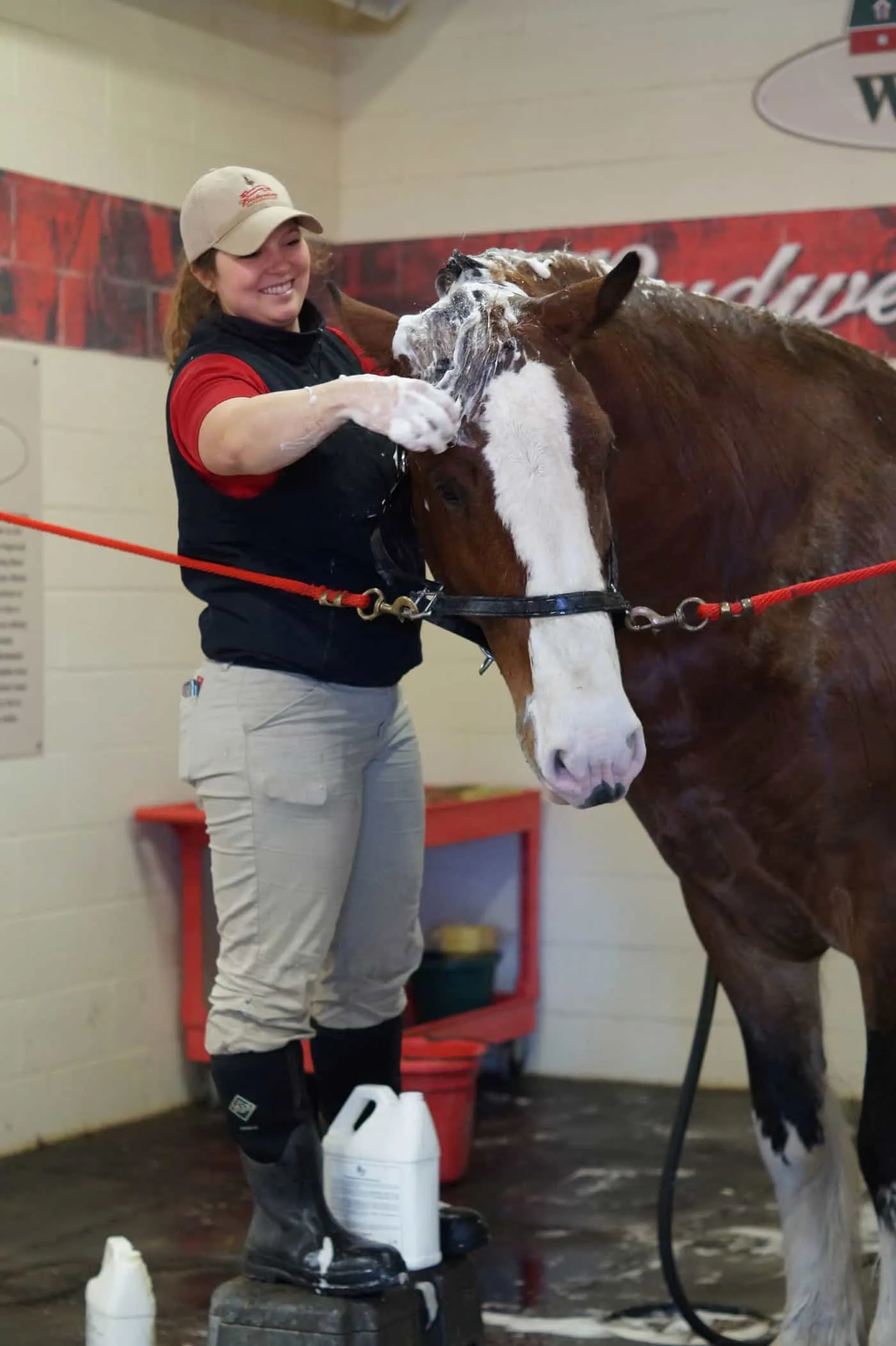 clydesdale getting a bath