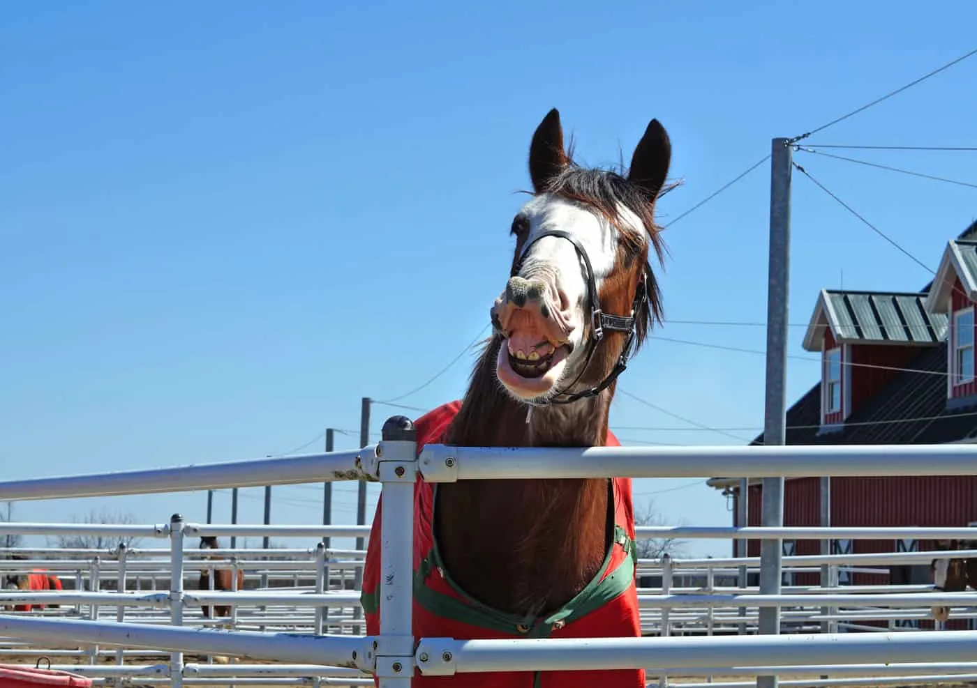 Clydesdale says hi--horse has mouth open in a grin