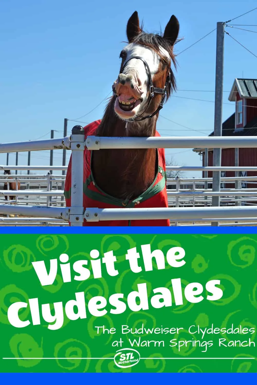 clydesdale horse at Warm Springs ranch