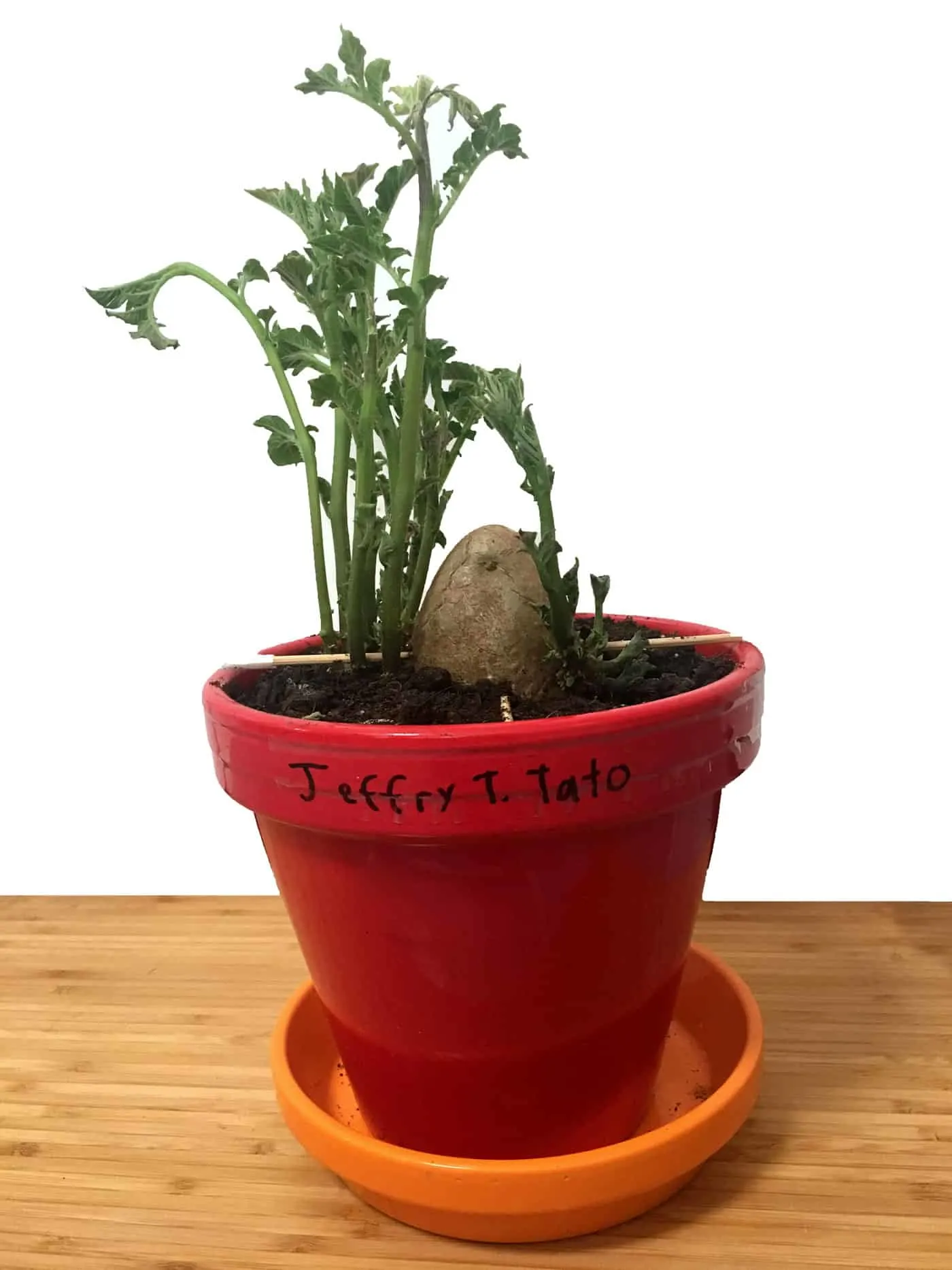 a potato growing in a pot