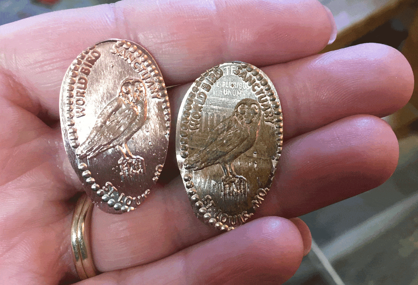 Smashed pennies with owls imprinted on them from the World Bird Sanctuary