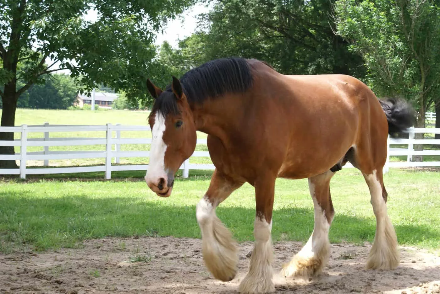 Clydesdale walking in green paddock. 