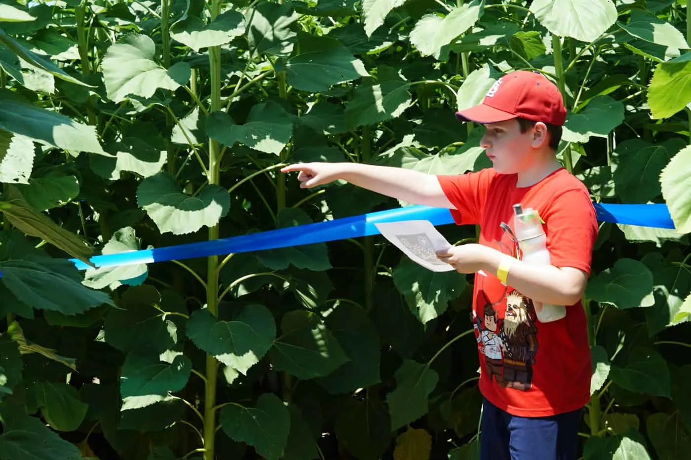 kid in red shirt standing in a sunflower maze points the way out at Eckert's farm