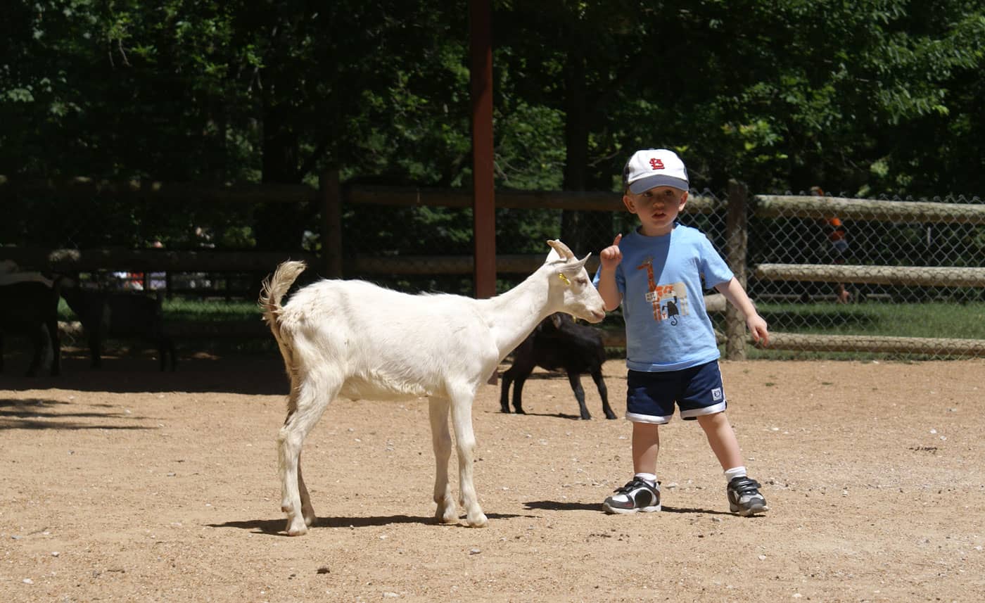 preschool kid with goat at Grant's Farm