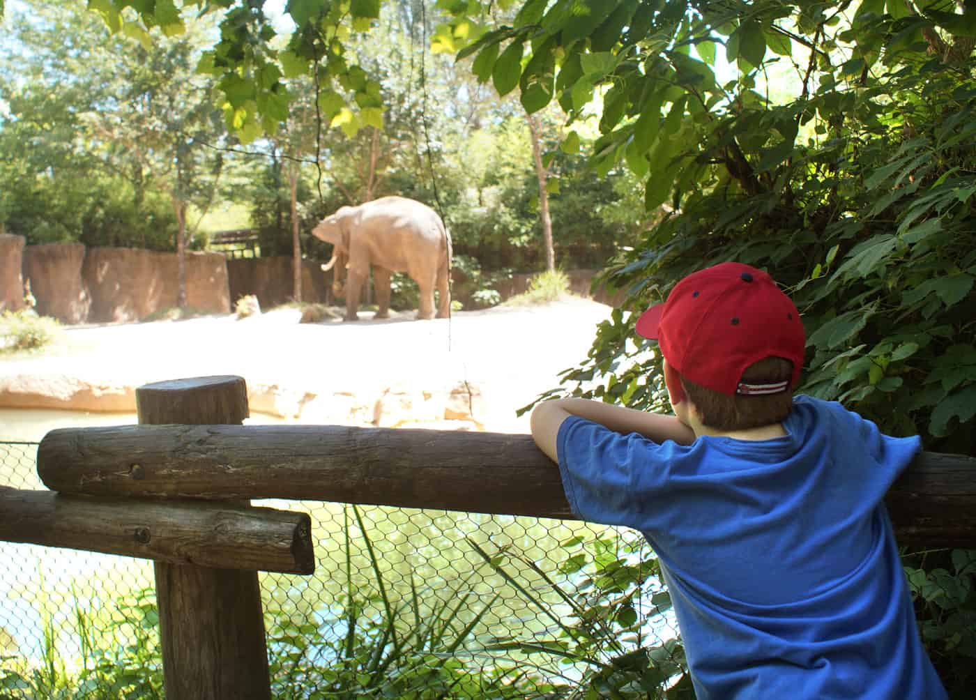 kid watching elephants at the St. Louis Zoo