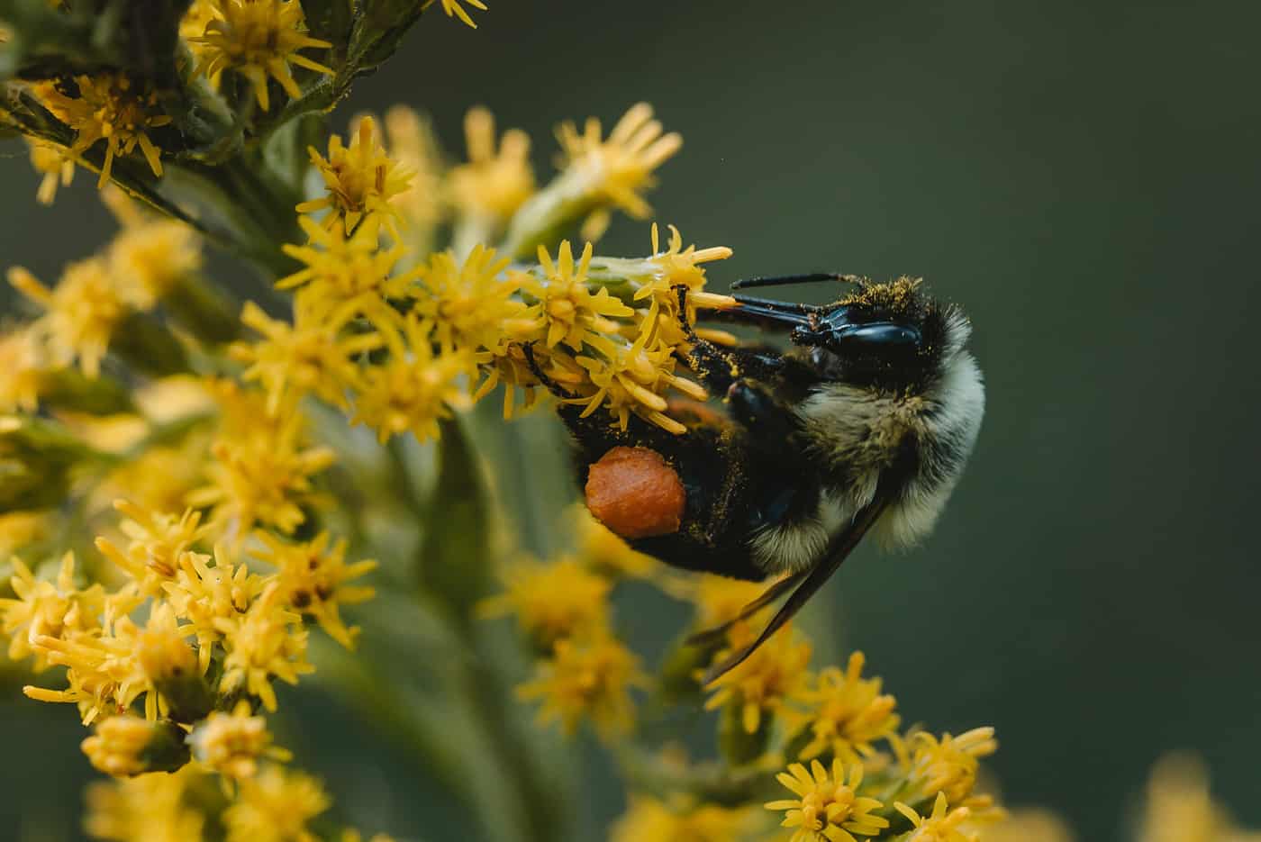 a honey bee on a yellow flower