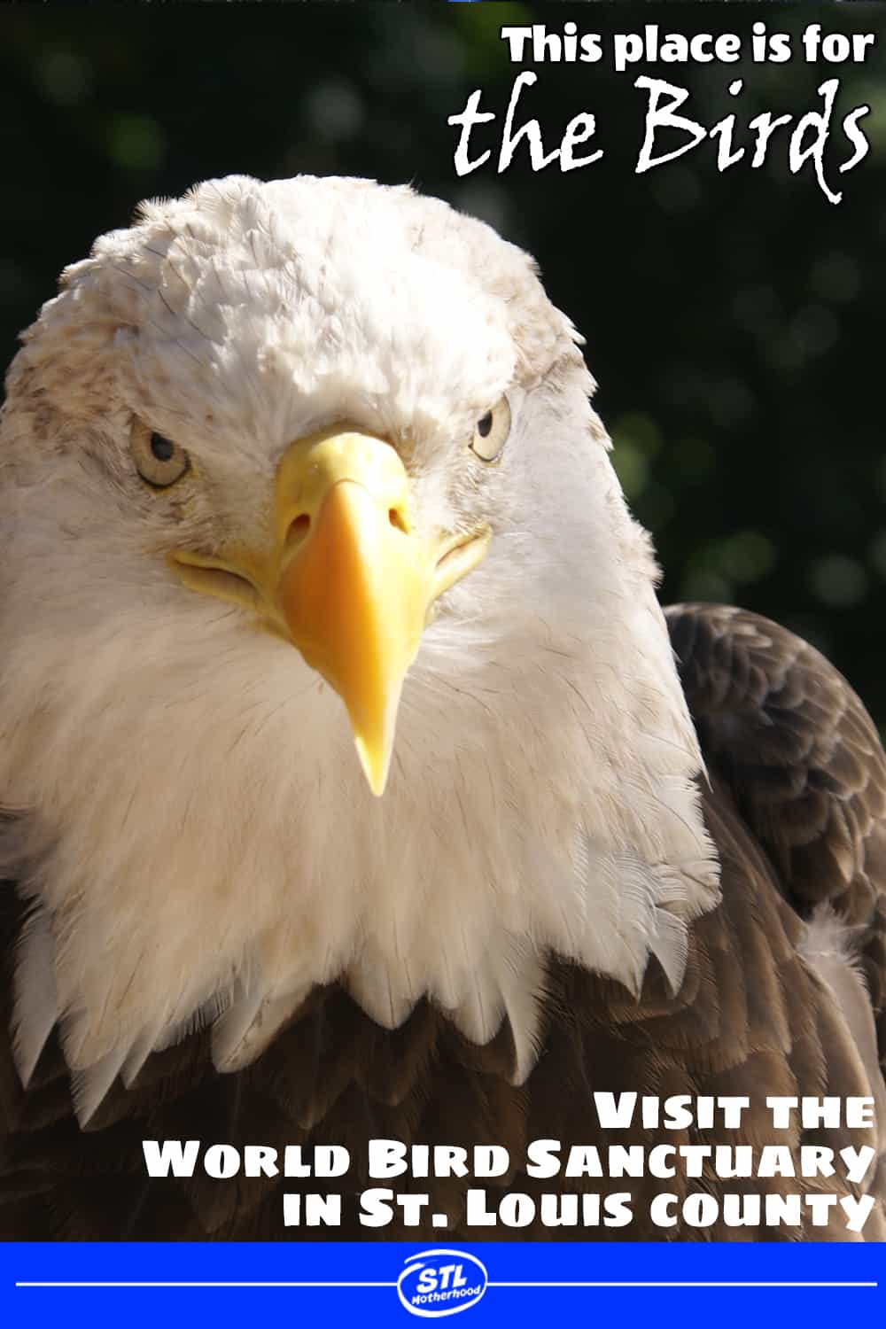 bald eagle looking right at you