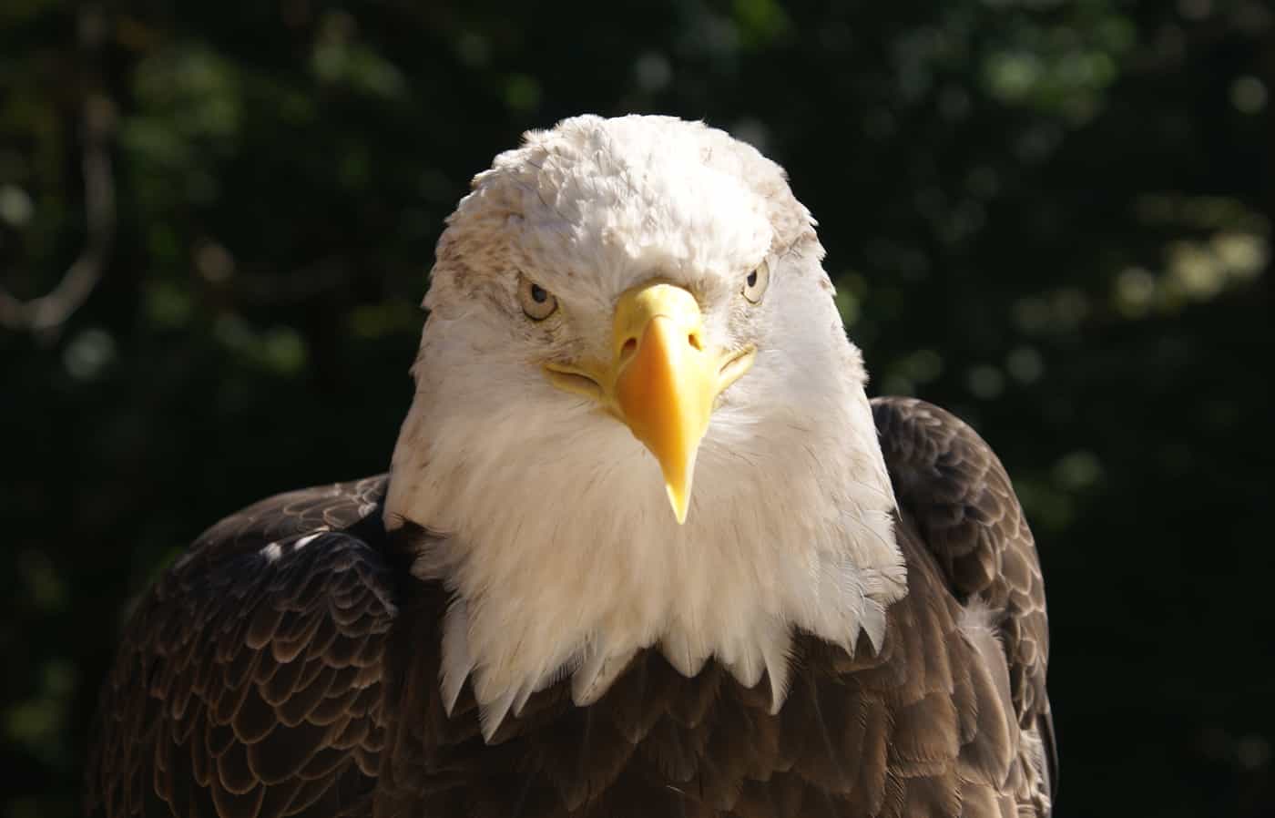 eagle from the World Bird Sanctuary