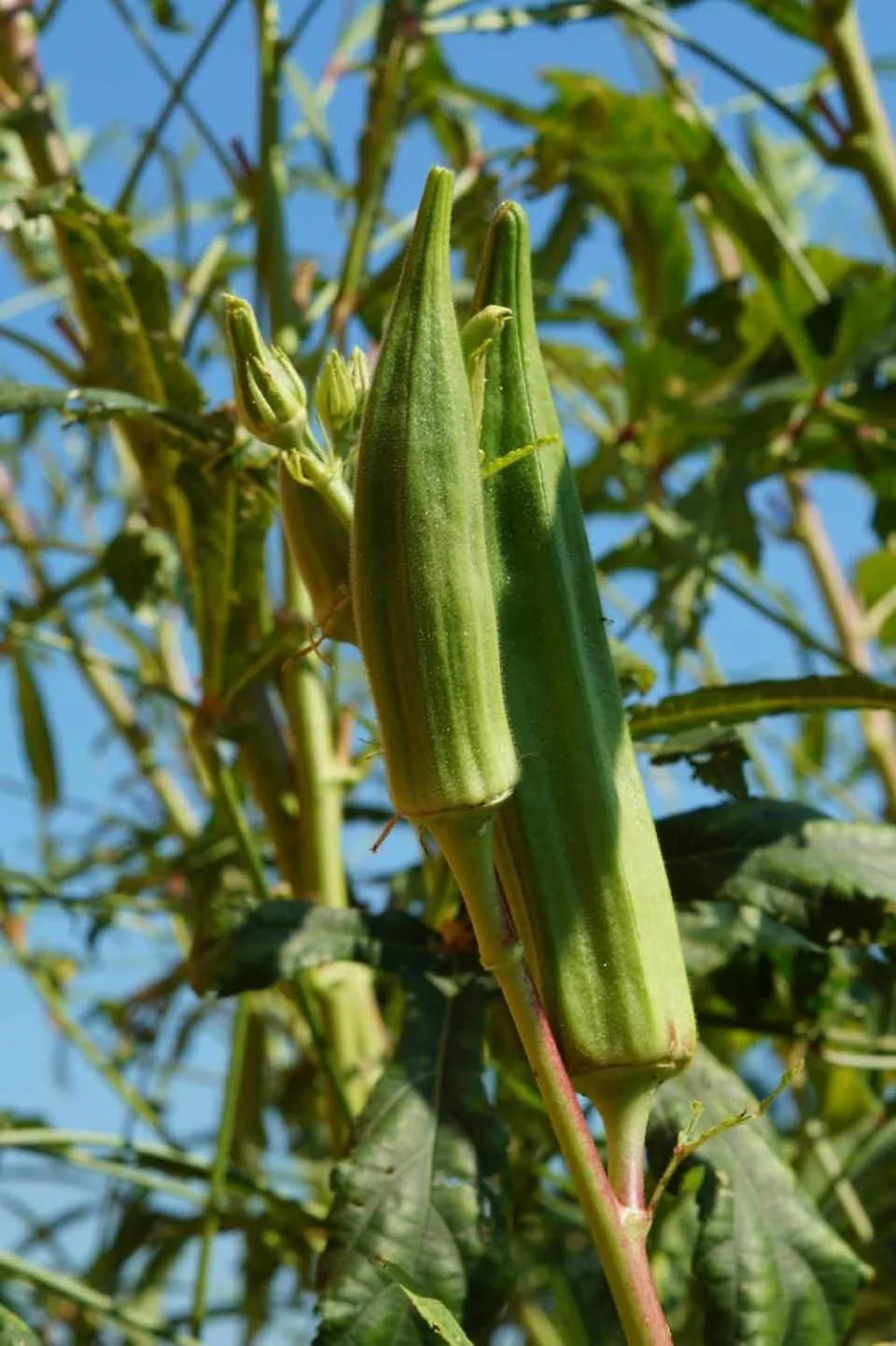 okra growing at a school garden