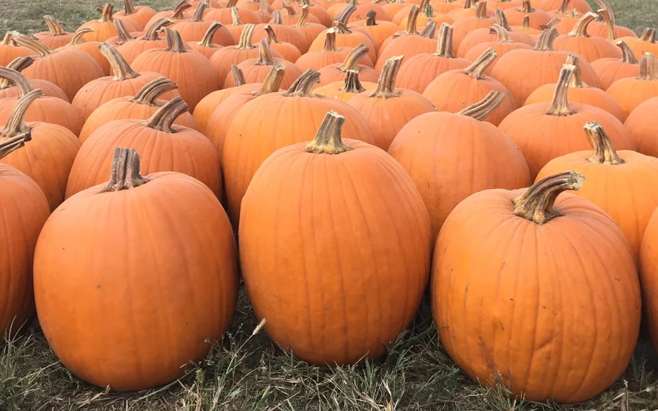 pumpkins on the grass