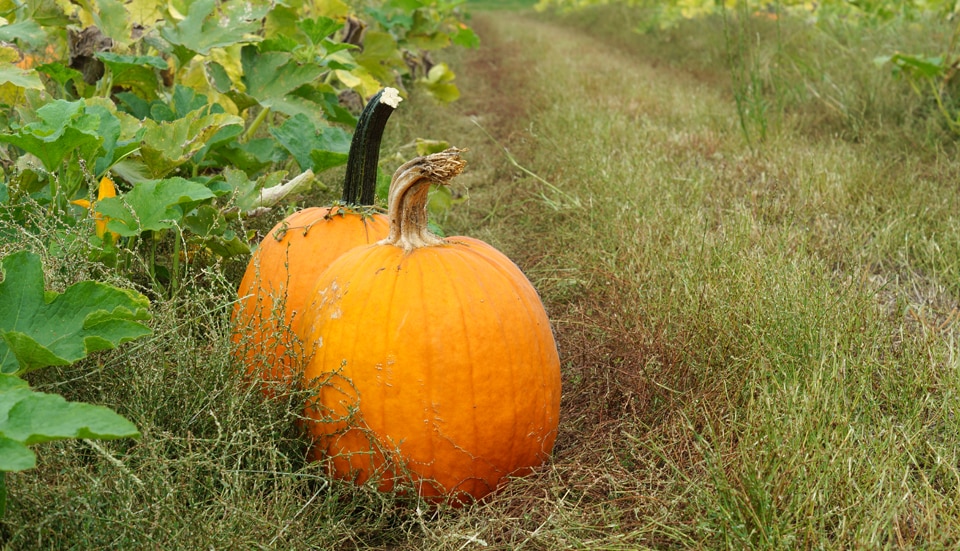 Pumpkins in a St. Louis area pumpkin patch