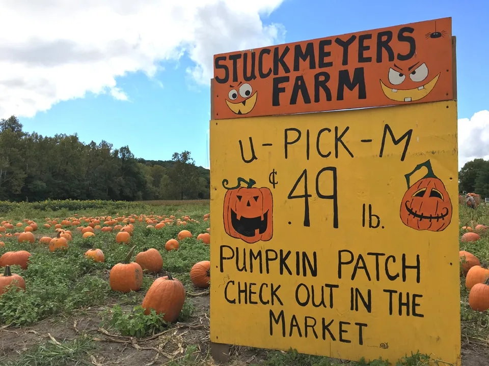 Pumpkin patch at Stuckmeyer Farm, a top pumpkin patch in St. Louis