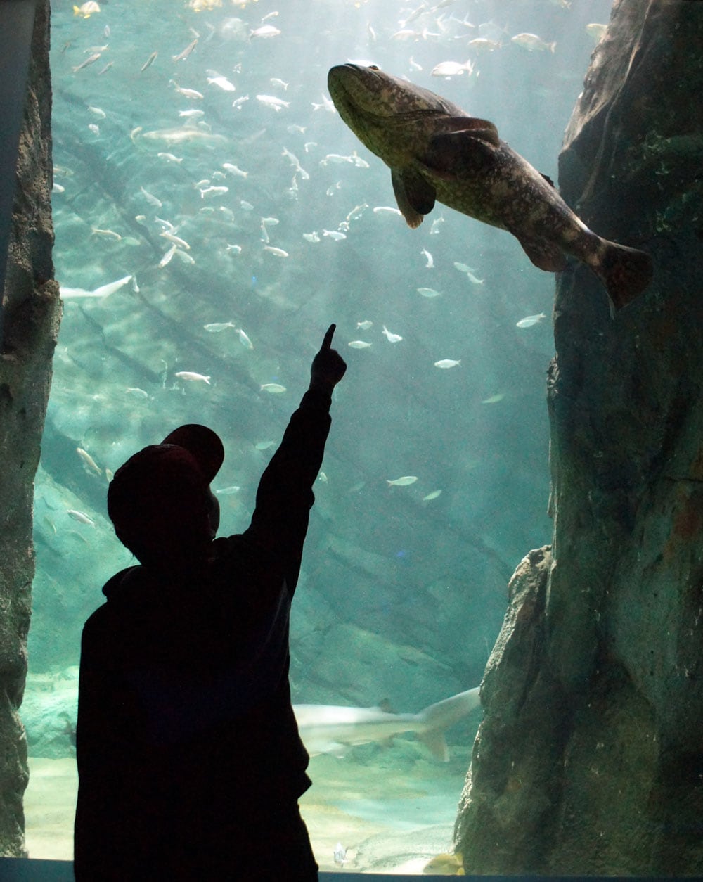 kid points to a fish at the St. Louis Aquarium 