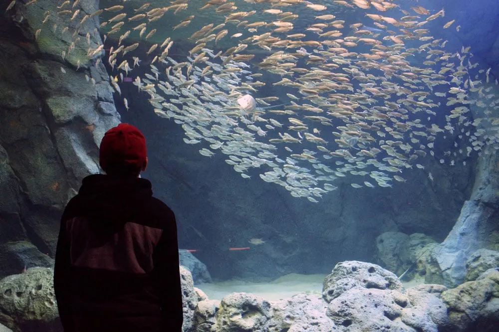 kid looks at schooling fish at the St. Louis aquarium