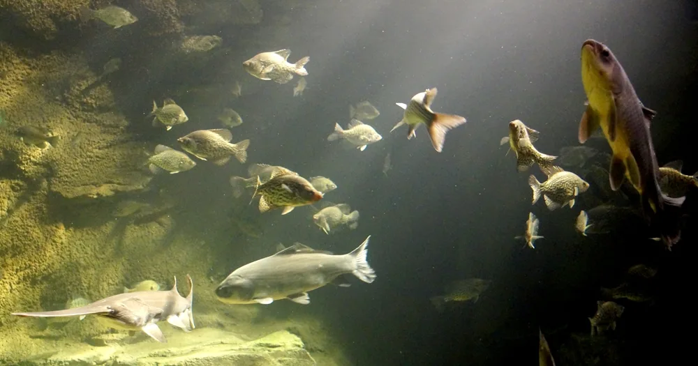 St Louis Aquarium's river fish from the Mississippi and Missouri rivers