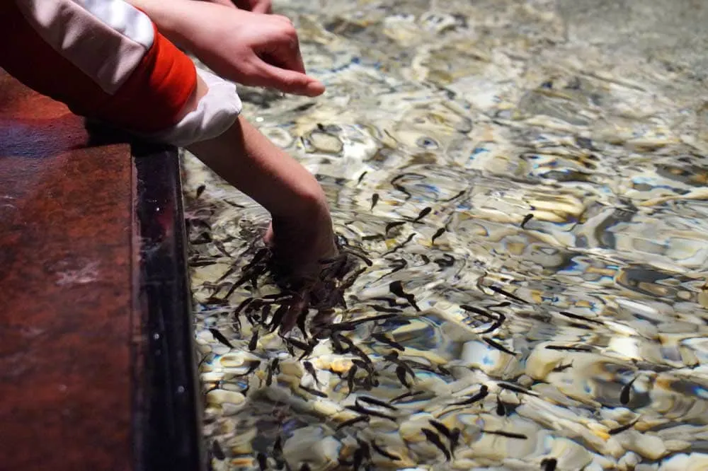 woman's hand in fish tank with fish 